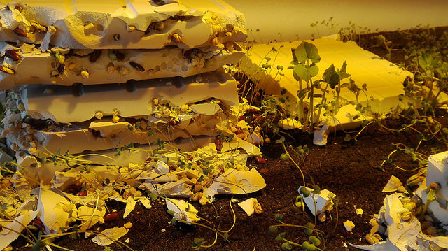 28896051840_c9fcdda613_z